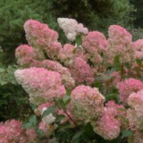 Přistání hortenzie na podzim v otevřené zemi